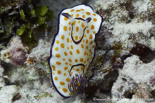 Ringel Sternschnecke / Chromodoris annulata / Fanadir Nord - Hurghada - Red Sea / Aquarius Diving Club