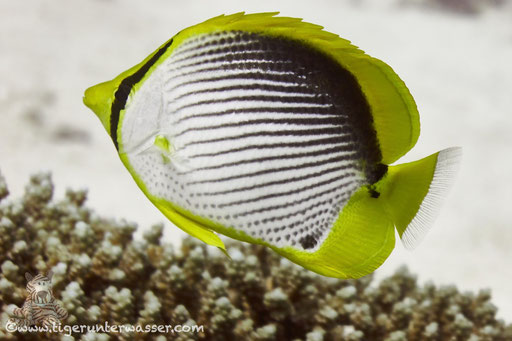 Schwarzrücken Falterfisch / blackback butterflyfish / Chaetodon melannotus / Small Giftun - Hurghada - Red Sea / Aquarius Diving Club