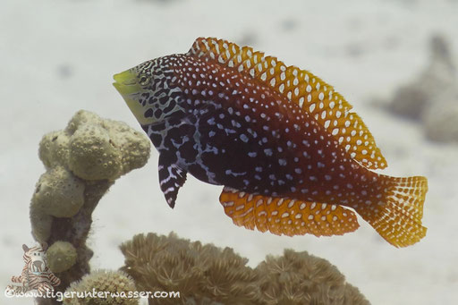 Diamant-Lippfisch / Maleleopard Wrasse / Macropharyngodon bipartitus / Ben El Gebal - Hurghada - Red Sea / Aquarius Diving Club