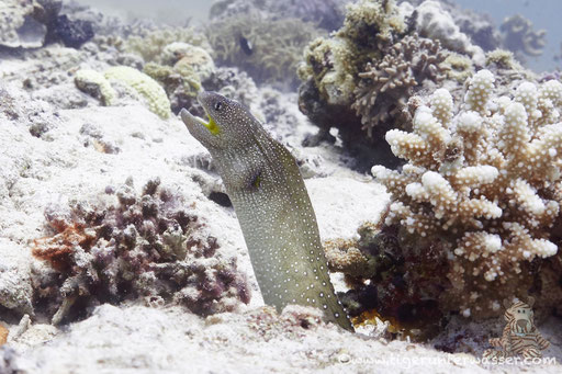 Gelbmaulmuräne / Yellow-mouthed moray eel / Gymnothorax nudivomer / Fanadir Süd - Hurghada - Red Sea / Aquarius Diving Club