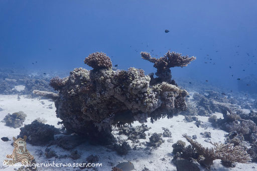 Carless Reef / Hurghada - Red Sea / Aquarius Diving Club
