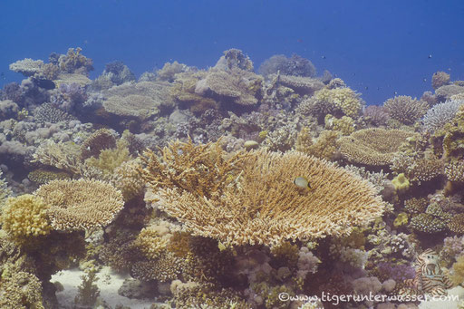 Carless Reef / Hurghada - Red Sea / Aquarius Diving Club