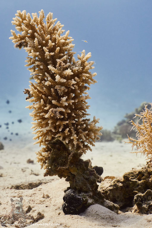 Erg Sabina - Hurghada - Red Sea / Aquarius Diving Club