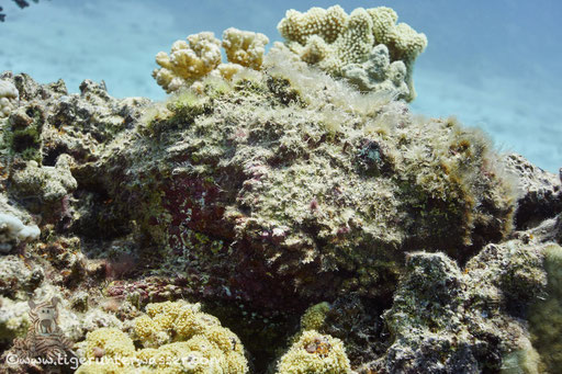 Hurghada - Red Sea / Aquarius Diving Club