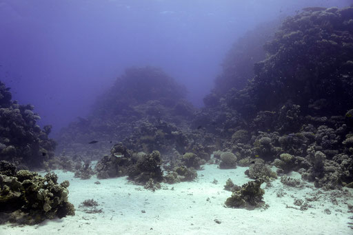 Abu Hashish Süd - Makadi Bay - Red Sea / Aquarius Diving Club