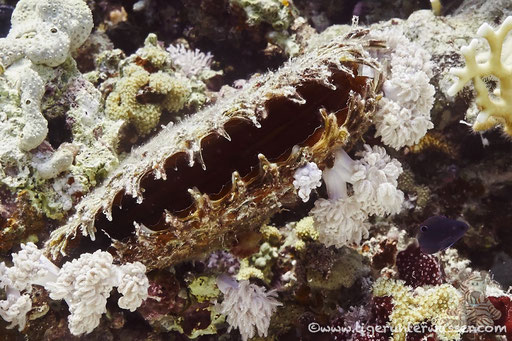Gemeine Perlmuschel / common pearl oyster / Pinna margaritifer / Ben El Gebal - Hurghada - Red Sea / Aquarius Diving Club