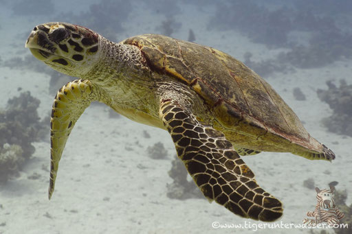 Echte Karettschildkröte / hawksbill sea turtle / Eretmochelys imbricata / Ben El Gebal - Hurghada - Red Sea / Aquarius Diving Club