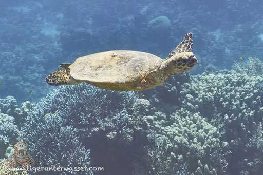 Echte Karettschildkröte / hawksbill sea turtle / Eretmochelys imbricata / Shaab Sabina - Hurghada - Red Sea / Aquarius Diving Club