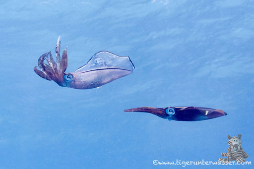 Lessons Riffkalmar / bigfin reef squid / Sepiotheutis lessoniana / Erg Talata - Hurghada - Red Sea / Aquarius Diving Club