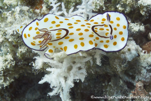 Ringel Sternschnecke / Chromodoris annulata / - Hurghada - Red Sea / Aquarius Diving Club