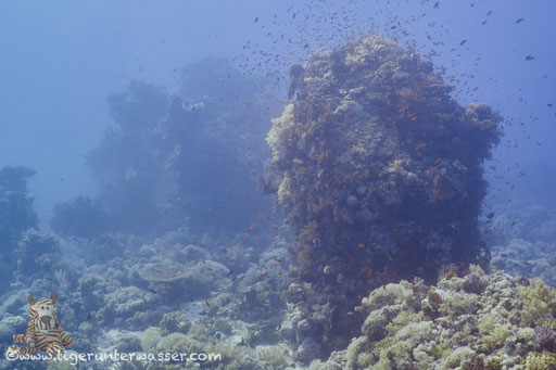 Carless Reef / Hurghada - Red Sea / Aquarius Diving Club