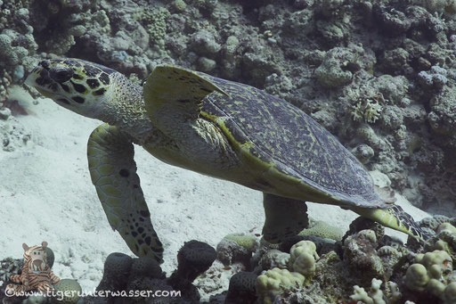 Echte Karettschildkröte / hawksbill sea turtle / Eretmochelys imbricata / Abu Ramada Süd - Hurghada - Red Sea / Aquarius Diving Club