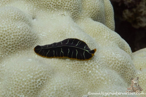 Tiger Strudelwurm / tiger flatworm / Pseudoceros cf. dimidatus / - Hurghada - Red Sea / Aquarius Diving Club