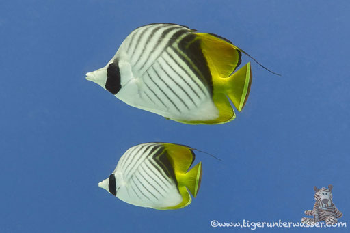 Fähnchen Falterfisch / threadfin butterflyfish / Chaetodon auriga / Hurghada - Red Sea / Aquarius Diving Club