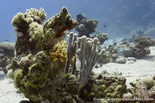 Disha / Makadi Bay - Red Sea / Aquarius Diving Club