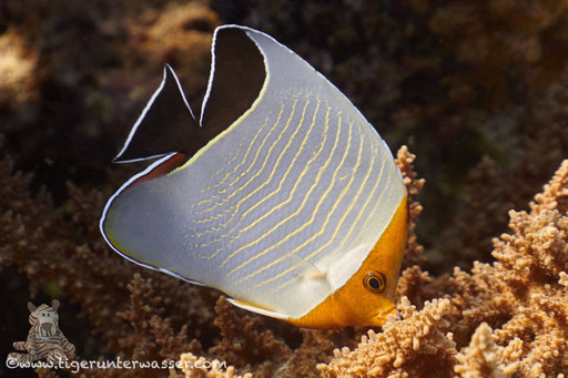 Rotkopf-Falterfisch / Orangeface Butterflyfish / Chaetodon larvatus / Godda Abu Galawa - Hurghada - Red Sea / Aquarius Diving Club