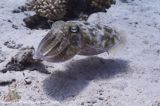 Pharao Sepia / pharaoh cuttlefish / Sepia pharaonis / Marsa  Abu Galawa - Hurghada - Red Sea / Aquarius Diving Club