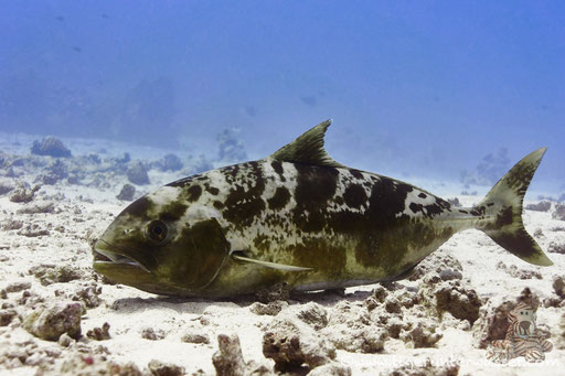 Gebänderte Stachelmakrele / black-banded trevally / Seriolina nigrofasciata / Abu Ramada Süd - Hurghada - Red Sea / Aquarius Diving Club