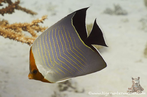 Rotkopf-Falterfisch / Orangeface Butterflyfish / Chaetodon larvatus / Godda Abu Galawa - Hurghada - Red Sea / Aquarius Diving Club