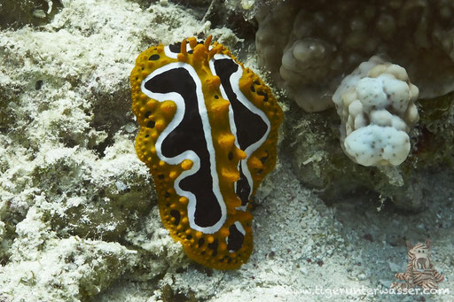 Wellen Warzenschnecke / Wave wart slug / Phyllidia undula /  - Hurghada - Red Sea / Aquarius Diving Club