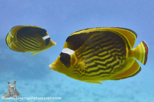 Tabak Falterfisch / Red Sea Raccoon Butterflyfish / Chaetodon fasciatus / Hurghada - Red Sea / Aquarius Diving Club