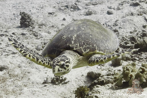 Echte Karettschildkröte / hawksbill sea turtle / Eretmochelys imbricata / Godda Abu Galawa - Hurghada - Red Sea / Aquarius Diving Club
