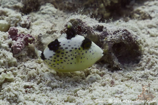 Riesen Drückerfisch juv. / titan triggerfish juv. / Balistoides viridescens juv. / Marsa  Abu Galawa - Hurghada - Red Sea / Aquarius Diving Club