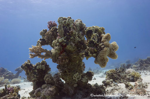 Ben El Gebal / Hurghada - Red Sea / Aquarius Diving Club