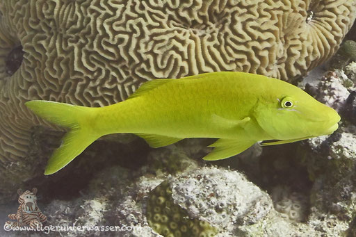 Zitronen Barbe / goldsaddle goatfish or yellowsaddle goatfish / Parupeneus cyclostomus / Shaab Sabina - Hurghada - Red Sea / Aquarius Diving Club