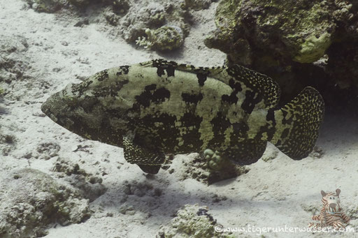 Stierkopf Zackenbarsch - Brown-marbled grouper - Epinephelus fuscoguttatus / Disha - Makadi Bay Red Sea / Aquarius Diving Club