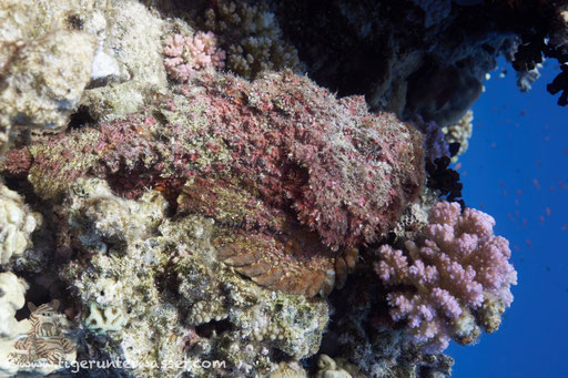 Fanadir Nord - Hurghada - Red Sea / Aquarius Diving Club