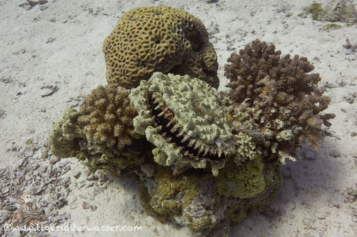 Gemeine Perlmuschel / common pearl oyster / Pinna margaritifer / Shaab Iris - Hurghada - Red Sea / Aquarius Diving Club