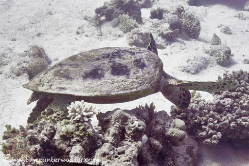 Echte Karettschildkröte / hawksbill sea turtle / Eretmochelys imbricata / Small Giftun - Hurghada - Red Sea / Aquarius Diving Club
