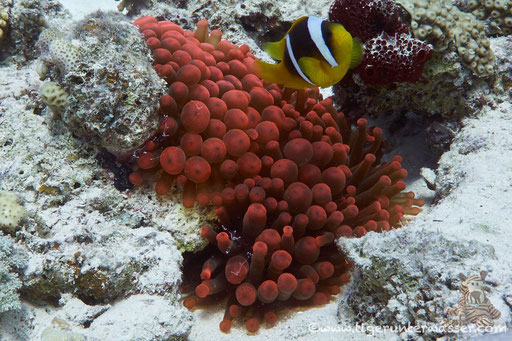 Blasenanemone / Bubble-tip anemone / - Hurghada - Red Sea / Aquarius Diving Club