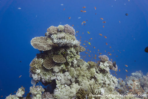 Carless Reef / Hurghada - Red Sea / Aquarius Diving Club