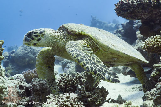 Echte Karettschildkröte / hawksbill sea turtle / Eretmochelys imbricata / Disha - Makadi Bay - Red Sea / Aquarius Diving Club