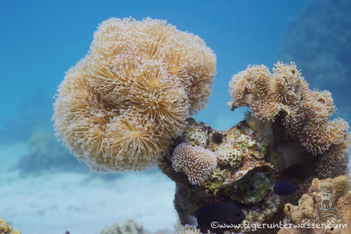 Fanus West / Hurghada - Red Sea / Aquarius Diving Club