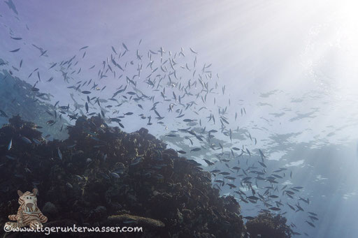 Ben El Gebal / Hurghada - Red Sea / Aquarius Diving Club