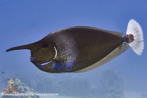 Schärpen Nasendoktor / spotted unicornfish / Naso brevirostris / Godda Abu Ramada East/West - Hurghda - Red Sea / Aquarius Diving Club