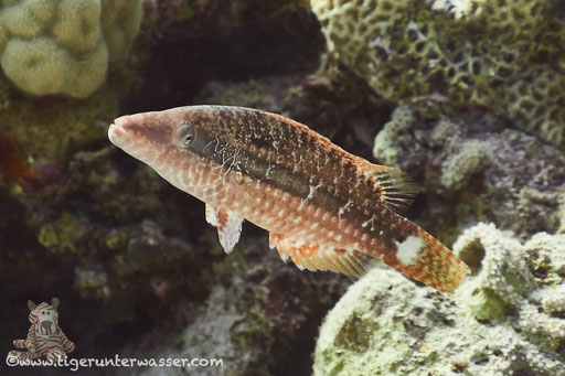 Seitenstreifen Lippfisch - Mental wrasse - Oxycheilinus mentalis / Fanus Ost - Hurghada - Red Sea / Aquarius Diving Club