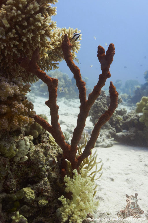 Fanus West / Hurghada - Red Sea / Aquarius Diving Club