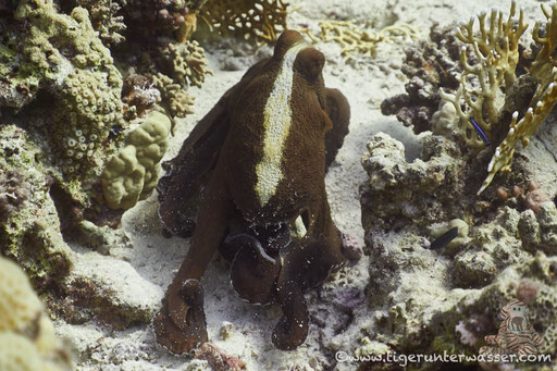 Roter Krake / common reef octopus or big blue octopus / Octopus cyaneus / Fanus West - Hurghada - Red Sea / Aquarius Diving Club