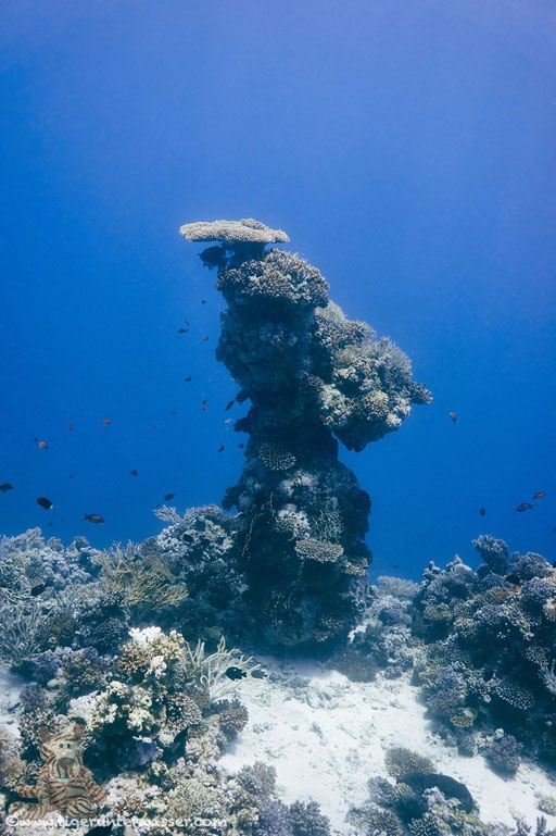 Carless Reef / Hurghada - Red Sea / Aquarius Diving Club