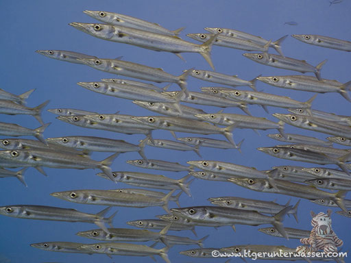 Gelbschwanz Barracuda / yellowtail barracuda / Sphyraena flavicauda / Shaab Sabina - Hurghada - Red Sea / Aquarius Diving Club