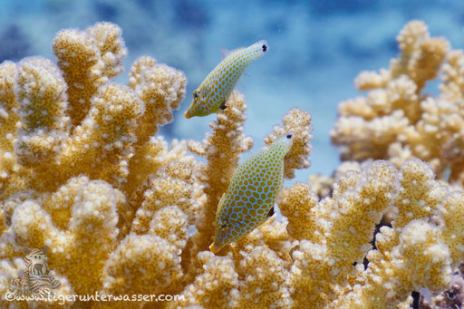 Rotmeer Palettenstachler / Red Sea longnose filefish / Oxymonacanthus halli / Erg Talata - Hurghada - Red Sea - Aquarius Diving Club