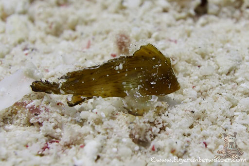 Blattsamtfisch - Cock scorpionfish - Ptarmus gallus / Erg Petra - Hurghada - Red Sea / Aquarius Diving Club