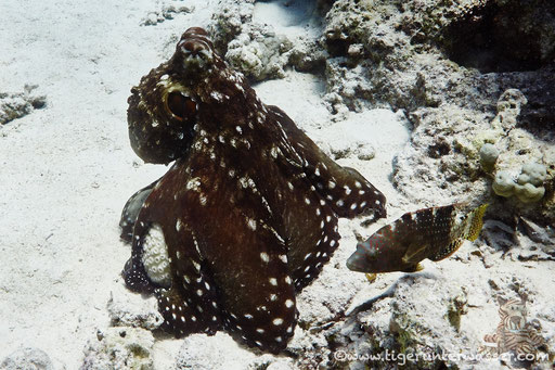Roter Krake / common reef octopus or big blue octopus / Octopus cyaneus /Fanus West - Hurghada - Red Sea / Aquarius Diving Club