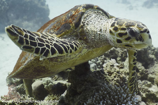 Echte Karettschildkröte / hawksbill sea turtle / Eretmochelys imbricata / Abu Ramada Süd - Hurghada - Red Sea / Aquarius Diving Club