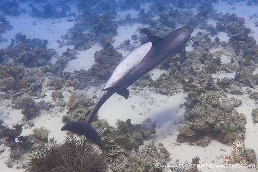 Umm Kamar - Hurghada - Red Sea / Aquarius Diving Club
