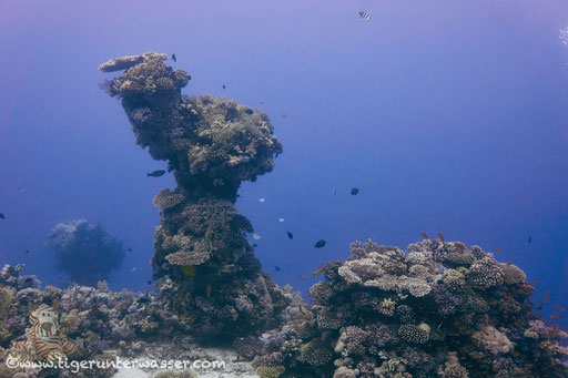 Carless Reef / Hurghada - Red Sea / Aquarius Diving Club